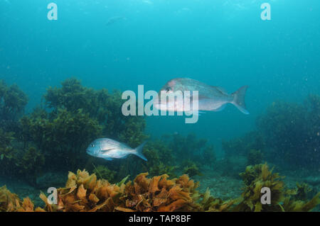 Deux Australasian snapper Pagrus auratus baigne parmi les algues brunes au-dessus de Rocky Flats. Banque D'Images