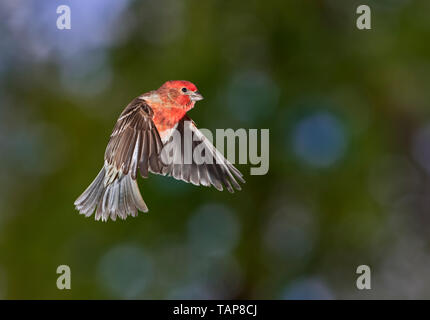 Roselin familier (Haemorhous mexicanus) homme, battant, Iowa, États-Unis Banque D'Images