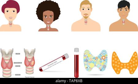 Glande thyroïde sur la silhouette d'un homme et la femme. Gros éléments de la thyroïde. Signe de l'anatomie du corps. Système endocrinien humain. Vecteur d'organes internes en médecine Illustration de Vecteur