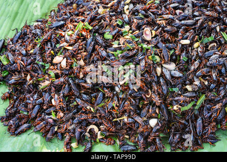 Les insectes fried cricket avec pandan sur fond feuille de bananier - sauts cricket pour Snack food Banque D'Images