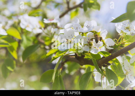 Bee recueille le nectar des fleurs blanches de poirier à la fin du printemps Banque D'Images