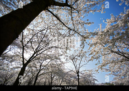 Belle image artistique d'une fleur de cerisier japonais dans un parc d'arbres en fleurs au printemps soleil Banque D'Images