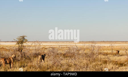 Lionne en mode chasse, Etosha National Park, Namibie Banque D'Images