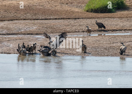 White-Backed vautours baignade dans la rivière Black Umfolozi, iMfolozi, Afrique du Sud. Banque D'Images