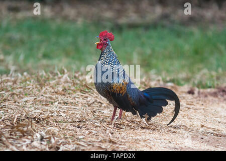 Le junglewhig gris (Gallus sonneratii) à l'intérieur du parc national de Nagarhole Kabini à Karnataka, Inde, Asie. Banque D'Images