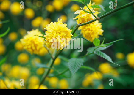 Forsythia en fleurs au printemps, fleur jaune vert sur la tête bush. Banque D'Images