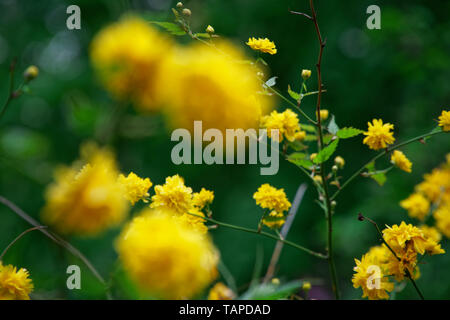 Forsythia en fleurs au printemps, fleur jaune vert sur la tête bush. Banque D'Images