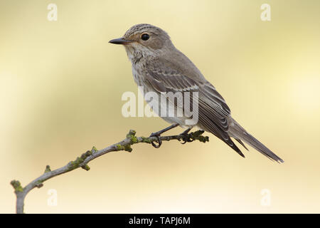 Moucherolle vert (Muscicapa striata). Des oiseaux sauvages dans un habitat naturel sur un fond vert clair uniforme. Banque D'Images