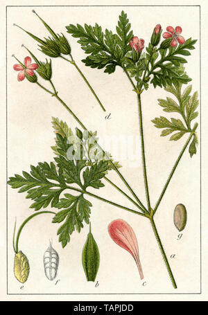 Herb-Robert ou géranium Geranium robertianum Roberts (botanique, livre, 1902) Banque D'Images