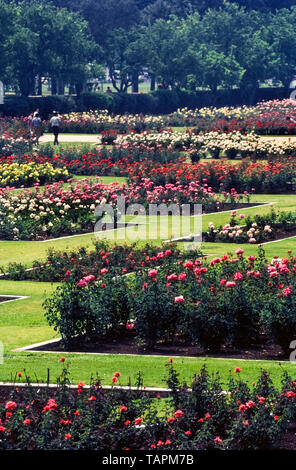 Ce jardin de roses a commencé dans les années 1920 lorsque 15 000 rosiers de 145 variétés ont été plantés dans le parc d'exposition à Los Angeles, Californie, USA. Aujourd'hui, c'est une belle et véritable oasis de tranquillité au cœur de cette métropole. Les 7,5 acres (3 hectares) jardin attire des milliers de visiteurs chaque année et a été protégée de l'urbanisme par adjonction à l'US National Register of Historic Places en 1991. Le jardin est ouvert au public sans frais, sauf lorsqu'il est fermé chaque année pour l'entretien du 1er au 15 mars. Banque D'Images