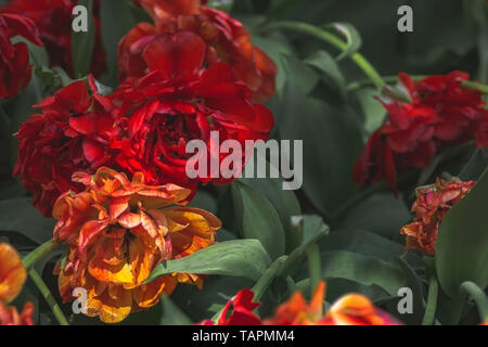 Bourgeons tulipe rouge avec des feuilles vertes en lumière douce sur fond flou avec place pour votre texte. Holland tulip fleurs dans le parc au printemps. Banque D'Images