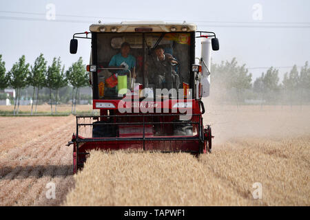 Zhengzhou, Chine, province de Henan. 27 mai, 2019. Les agriculteurs d'exploiter une machine à récolter 11 Shizidian Village de blés dans le comté de Tanghe, Ville de Nanyang, province de Henan en Chine centrale, le 27 mai 2019. Credit : Feng Pingyao/Xinhua/Alamy Live News Banque D'Images