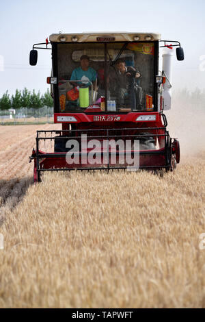 Zhengzhou, Chine, province de Henan. 27 mai, 2019. Les agriculteurs d'exploiter une machine à récolter du blé dans le comté de Tanghe 11 Shizidian Village, Ville de Nanyang, province de Henan en Chine centrale, le 27 mai 2019. Credit : Feng Pingyao/Xinhua/Alamy Live News Banque D'Images