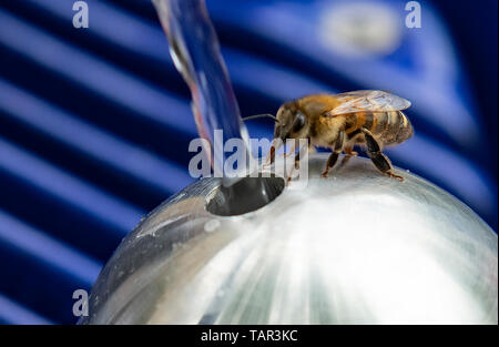 Berlin, Allemagne. 27 mai, 2019. Une abeille des boissons à la nouvelle fontaine d'eau potable à Mariannenplatz à Kreuzberg. Lors de l'inauguration de la fontaine, Berliner Wasserbetriebe annoncé le premier jour de l'eau potable. Crédit : Paul Zinken/dpa/Alamy Live News Banque D'Images