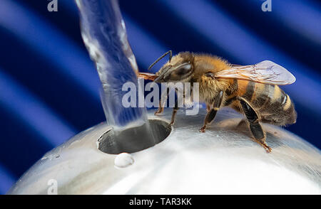 Berlin, Allemagne. 27 mai, 2019. Une abeille des boissons à la nouvelle fontaine d'eau potable à Mariannenplatz à Kreuzberg. Lors de l'inauguration de la fontaine, Berliner Wasserbetriebe annoncé le premier jour de l'eau potable. Crédit : Paul Zinken/dpa/Alamy Live News Banque D'Images