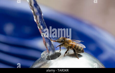 Berlin, Allemagne. 27 mai, 2019. Une abeille des boissons à la nouvelle fontaine d'eau potable à Mariannenplatz à Kreuzberg. Lors de l'inauguration de la fontaine, Berliner Wasserbetriebe annoncé le premier jour de l'eau potable. Crédit : Paul Zinken/dpa/Alamy Live News Banque D'Images