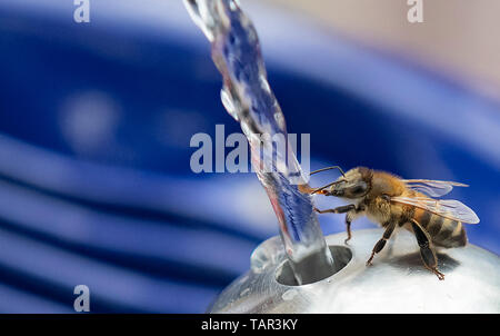 Berlin, Allemagne. 27 mai, 2019. Une abeille des boissons à la nouvelle fontaine d'eau potable à Mariannenplatz à Kreuzberg. Lors de l'inauguration de la fontaine, Berliner Wasserbetriebe annoncé le premier jour de l'eau potable. Crédit : Paul Zinken/dpa/Alamy Live News Banque D'Images