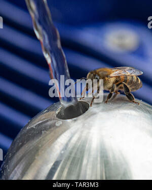 Berlin, Allemagne. 27 mai, 2019. Une abeille des boissons à la nouvelle fontaine d'eau potable à Mariannenplatz à Kreuzberg. Lors de l'inauguration de la fontaine, Berliner Wasserbetriebe annoncé le premier jour de l'eau potable. Crédit : Paul Zinken/dpa/Alamy Live News Banque D'Images