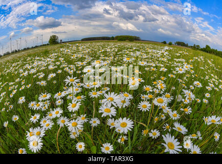 Jacobsdorf, Allemagne. 21 mai, 2019. Prairie maigre (Leucanthemum vulgare) marguerites fleurs sur une prairie dans le 48 arrondissement. La Marguerite était souvent appelé aussi fleur d'oracle dans l'ancien temps. Crédit : Patrick Pleul/dpa-Zentralbild/ZB/dpa/Alamy Live News Banque D'Images