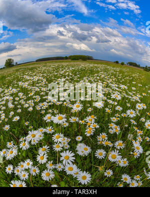Jacobsdorf, Allemagne. 21 mai, 2019. Prairie maigre (Leucanthemum vulgare) marguerites fleurs sur une prairie dans le 48 arrondissement. La Marguerite était souvent appelé aussi fleur d'oracle dans l'ancien temps. Crédit : Patrick Pleul/dpa-Zentralbild/ZB/dpa/Alamy Live News Banque D'Images