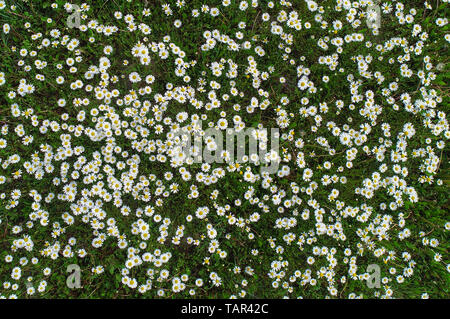 Jacobsdorf, Allemagne. 21 mai, 2019. Prairie en fleurs marguerites (Leucanthemum vulgare, vue aérienne avec un drone). La Marguerite était souvent appelé aussi fleur d'oracle dans l'ancien temps. Crédit : Patrick Pleul/dpa-Zentralbild/ZB/dpa/Alamy Live News Banque D'Images