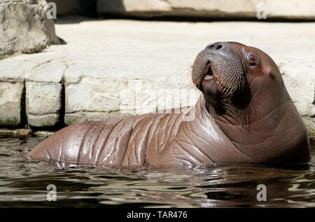 Hambourg, Allemagne. 23 mai, 2019. Un jeune taureau morse nage durant sa première excursion dans une piscine dans l'océan Arctique dans le zoo Hagenbeck. Le 23-year-old lady morse Polosa a donné naissance à la petite walrus bull le 5 mai et était sur son chemin avec son garçon pour la première fois jeudi dans le bassin d'eau de la mer Arctique. Crédit : Christian Charisius/dpa/Alamy Live News Banque D'Images