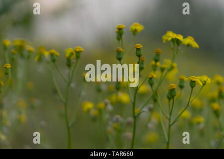 Belles fleurs sauvages jaune sur fond d'herbe verte. Focus sélectif. Tôt le matin. À l'aube. Le brouillard. Banque D'Images