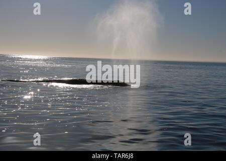 Baleine grise Baja California Banque D'Images