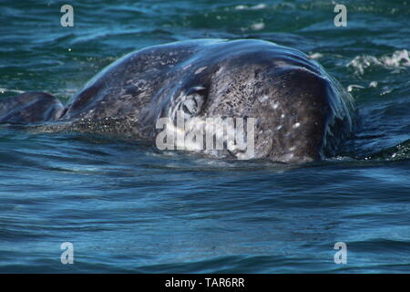 Veau de la baleine grise Banque D'Images