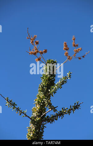 Arbre généalogique Boojum Banque D'Images