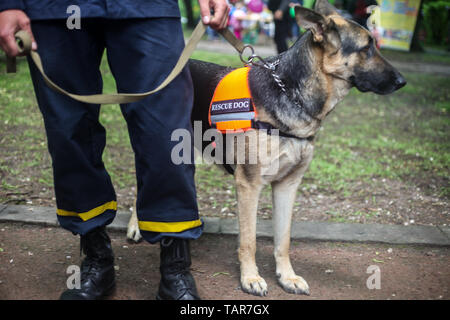 Berger Allemand chien de sauvetage avec un sauveteur dans la ville street Banque D'Images