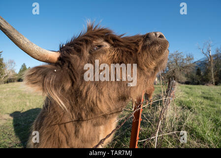 Vache Highland rayer elle-même sur un piquet en Oregon's Wallowa Valley Banque D'Images