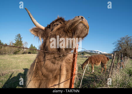 Vache Highland rayer elle-même sur un piquet en Oregon's Wallowa Valley Banque D'Images