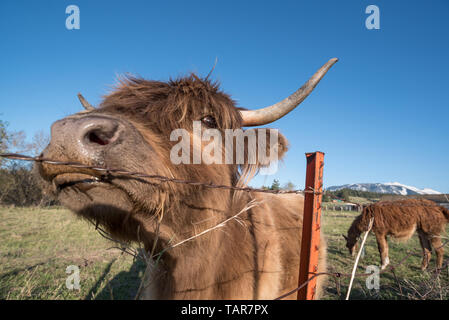Vache Highland rayer elle-même sur un piquet en Oregon's Wallowa Valley Banque D'Images