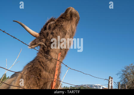 Vache Highland rayer elle-même sur un piquet en Oregon's Wallowa Valley Banque D'Images