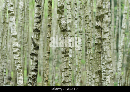 Forêt de bouleaux dense avec des troncs de l'arbre vertical avec leur écorce blanche typique Banque D'Images