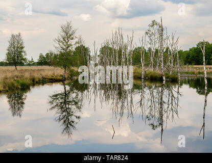 Lac en landes avec reflétant les bouleaux morts Banque D'Images