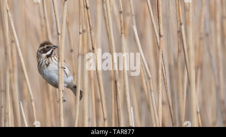 Femme (Emberiza schoeniclus reed) en roselière, Royaume-Uni Banque D'Images