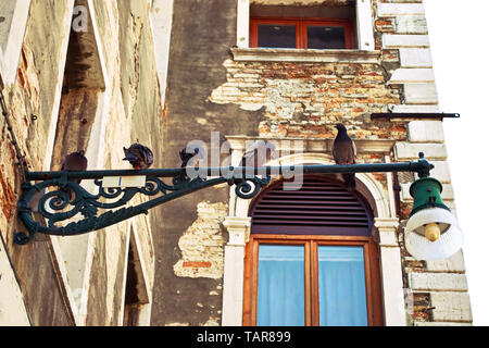 Les pigeons assis sur lampe de rue à Venise, Italie Banque D'Images