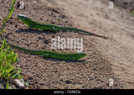 Deux lézards rapide vert vif sur le terrain Banque D'Images