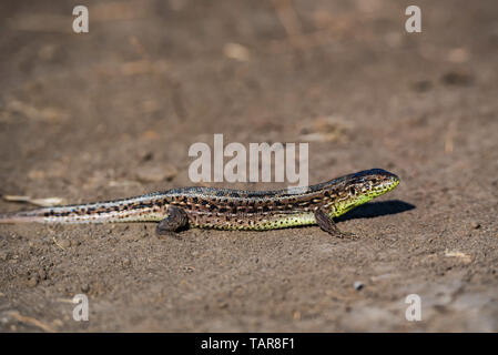 Close-up brown lézard rapide sur le terrain Banque D'Images