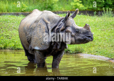 Le Rhinocéros indien, Rhinoceros unicornis est également appelé rhinocéros à une corne et Asiatiques rhinocéros à une corne et appartient à l'Rhinocerot Banque D'Images