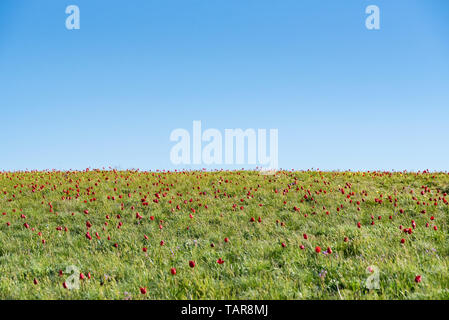 Schrenck's tulips ou Tulipa Tulipa schrenkii et l'iris dans le domaine de la steppe Banque D'Images