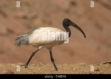 Ibis à tête noire (Threskiornis melanocephalus) à Jamnagar, Gujarat, Inde Banque D'Images
