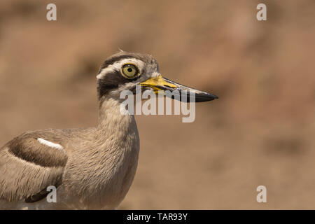 Grande pierre à gorge blanche ou grand bistrié (Esacus recurvirostris) à Jamnagar, Gujarat, Inde Banque D'Images