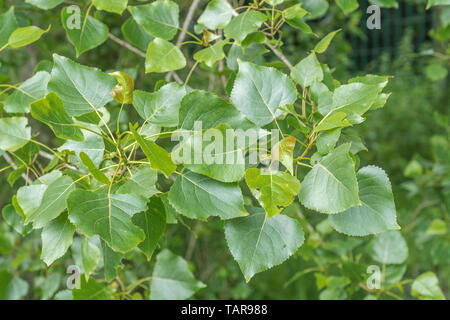 Feuillage les feuilles de ce que l'on croit être le Peuplier noir / hybride Populus x canadensis arbre. Raisonnement - ne laisse pas tout à fait comme l'a souligné que le P. nigra. Banque D'Images