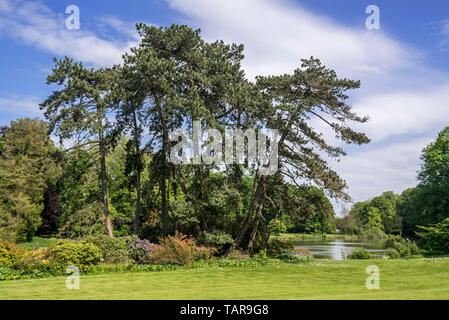 Pin noir d'Autriche / pins noirs (Pinus nigra subsp. nigra conifère les conifères), originaire d'Autriche Banque D'Images