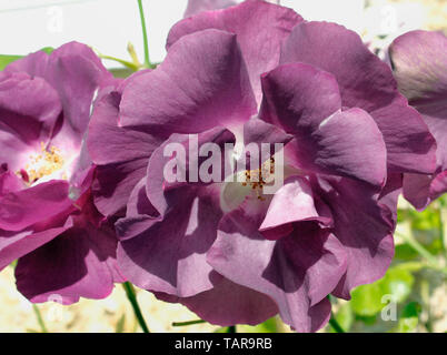 Close up of 'Rhapsody in Blue' Rose Floribunda moderne Banque D'Images