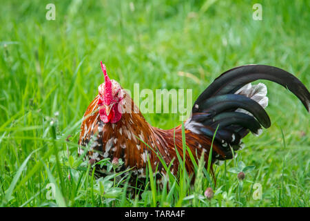 - Stoapiperl Steinpiperl Steinhendl - coq - poulet - poulet en danger critique d'Autriche en race free range (Gallus gallus domesticus) Banque D'Images