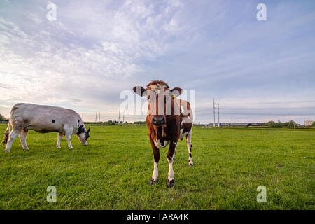 Ferme de bovins vache ranch dans les Pays-Bas, Holland Banque D'Images